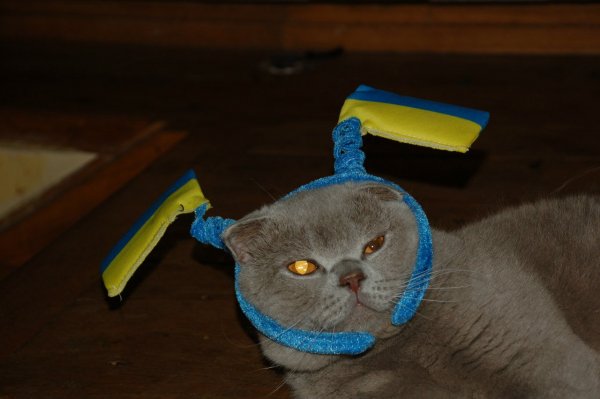 Котик с украинским флагом