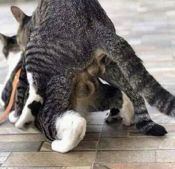Коты вылизываются