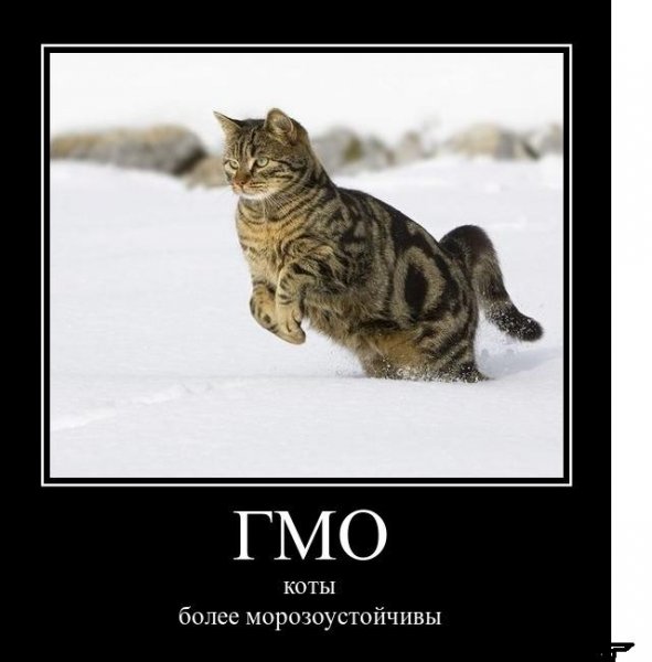 Демотиваторы смешные свежие коты