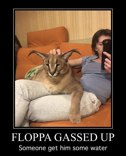 Морда шлёпы