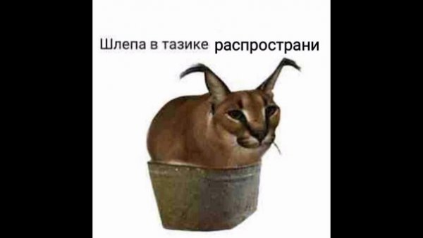 Шлёпа в ведре