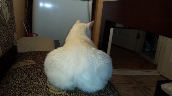Попы котов