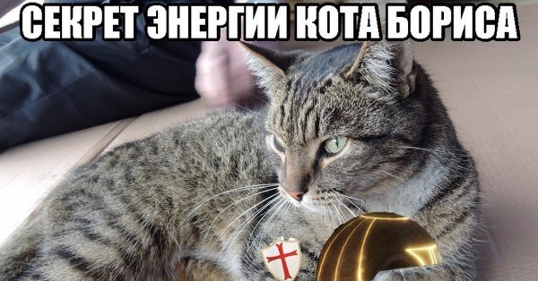 Секрет кота Бориса