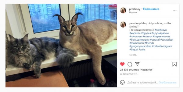 Шлёпа кот
