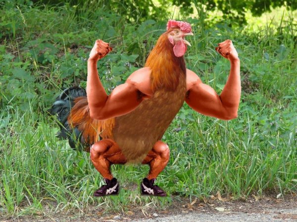 Курица качок