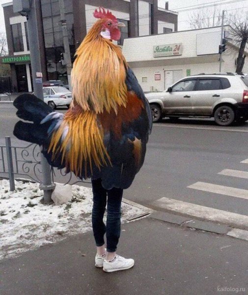 Петух в штанах
