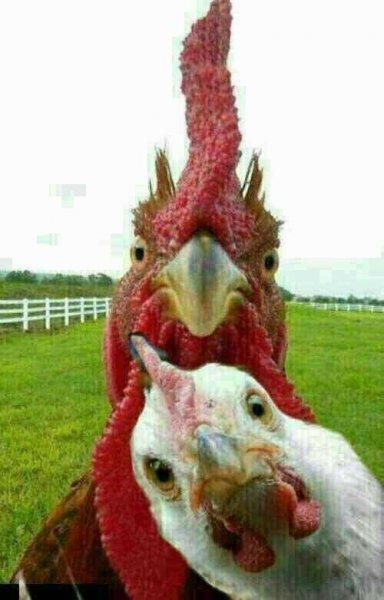 Курица прикол