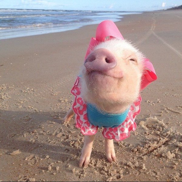 Свинка на море