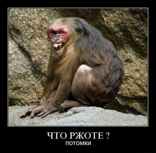 Обезьяна демотиватор