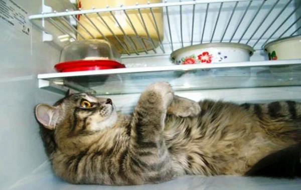Жара коты