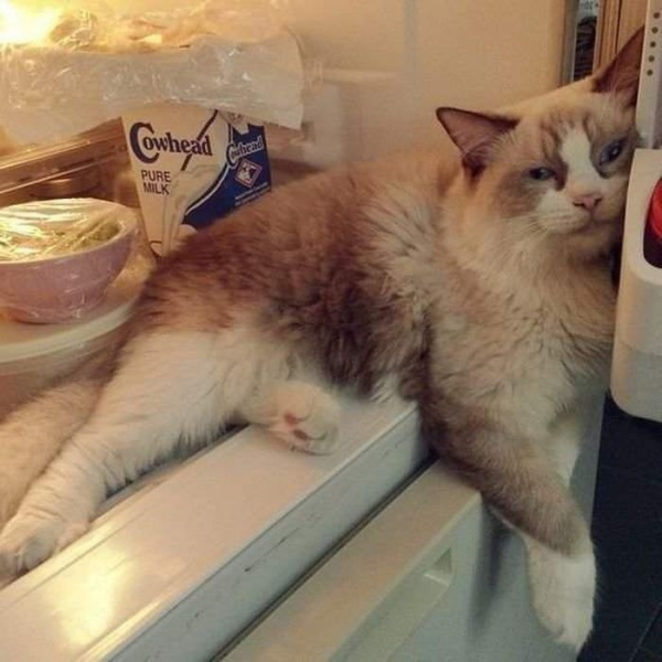 Коту очень жарко