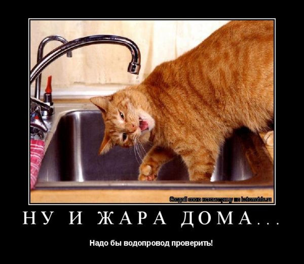 Ну и жара приколы