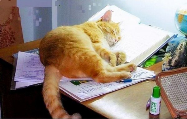 Кот за учебой