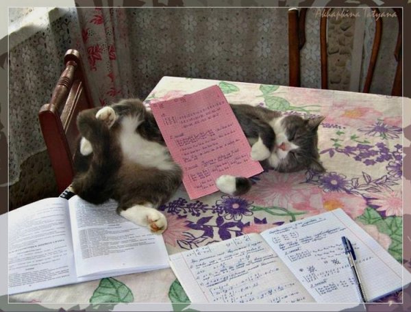Кот на уроке