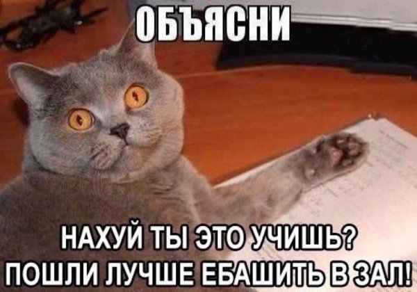 Мемы про котов
