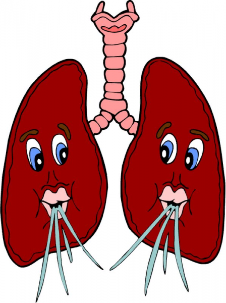 Органы человека легкие