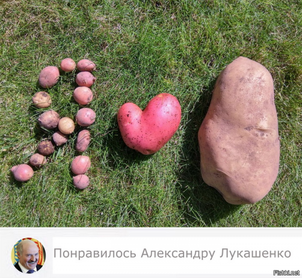 Картофель смешно