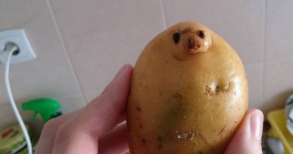 Смешная картошка