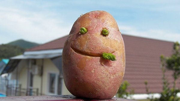 Смешная картофелина
