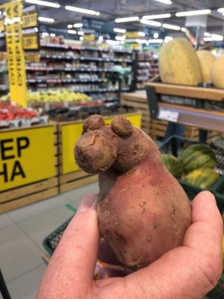 Бегемот из картошки