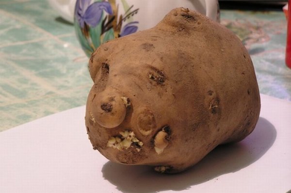 Смешной картофель