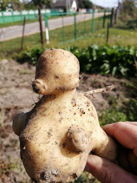 Волосатая картошка