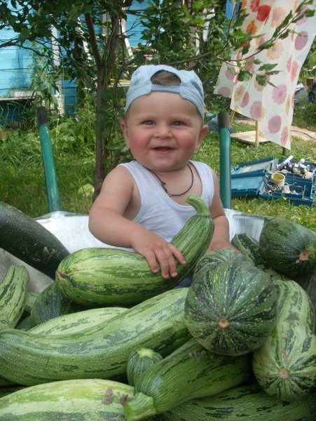 Про кабачки прикольные