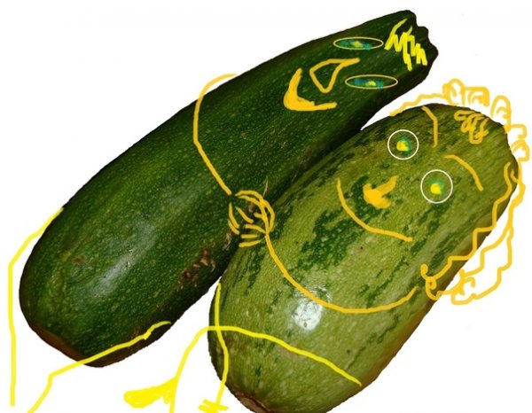Шутки про кабачки