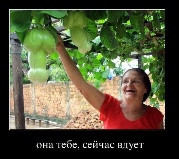 Кабачок юмор