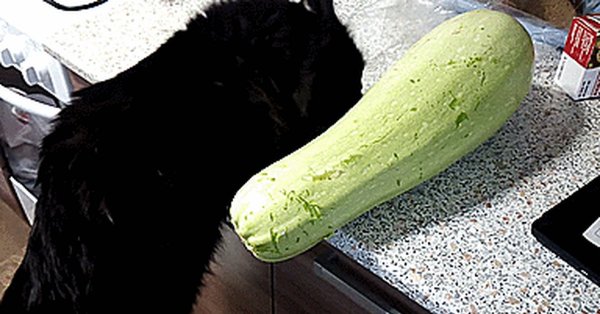 Огурец прикол
