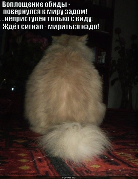 Я обиделся кот