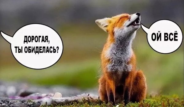 Лиса я не обиделась
