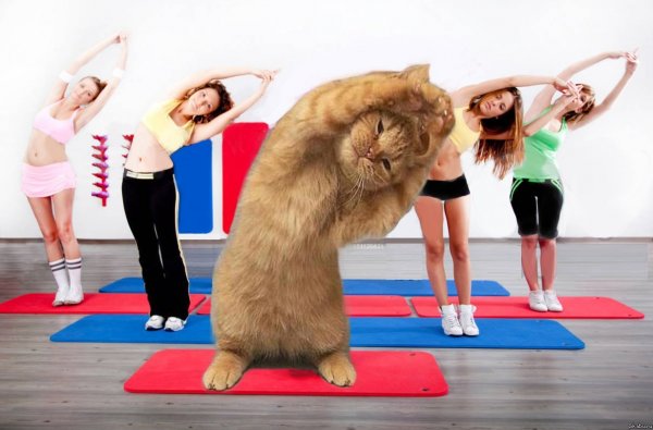Коты занимаются спортом
