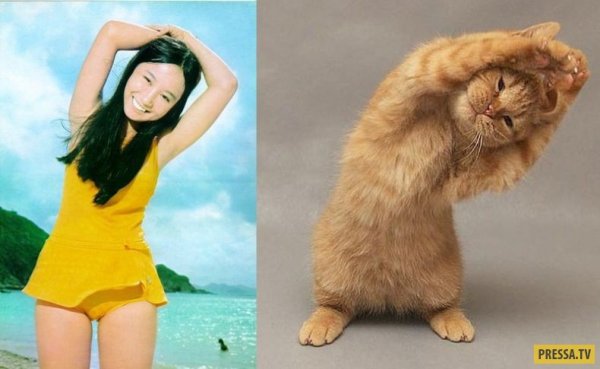Котик делает зарядку