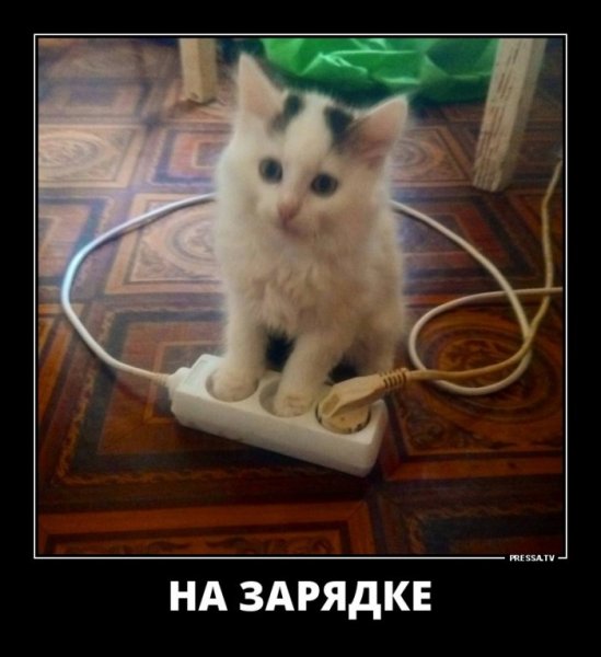 На зарядку... Становись!