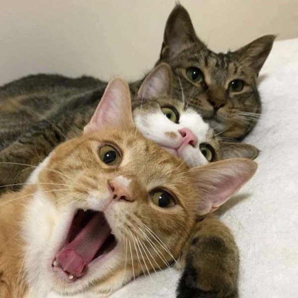 Трое кошек