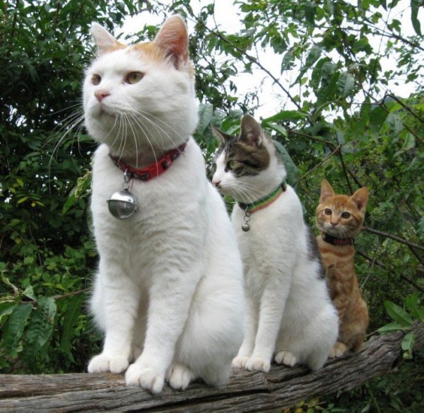 Кот с бубенцами