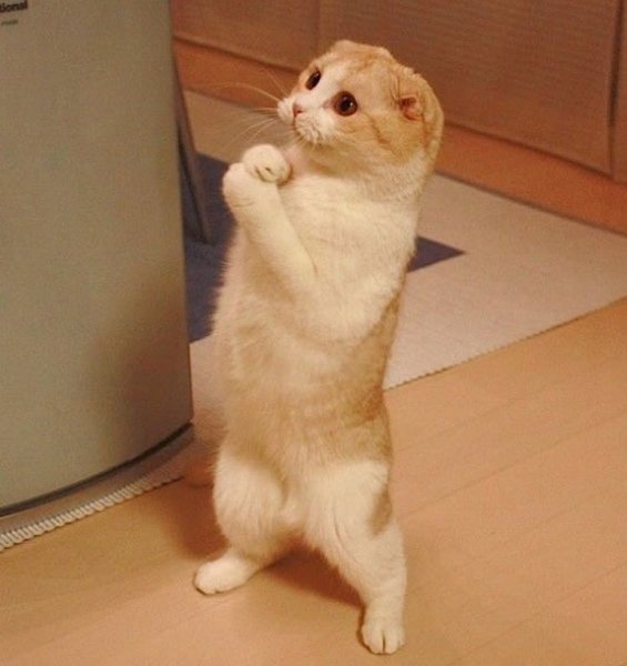 Выздоравливай котик