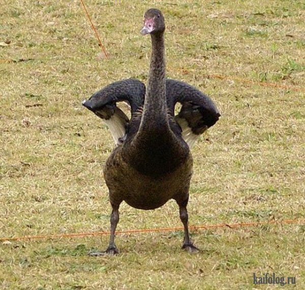 Гусь с рогами