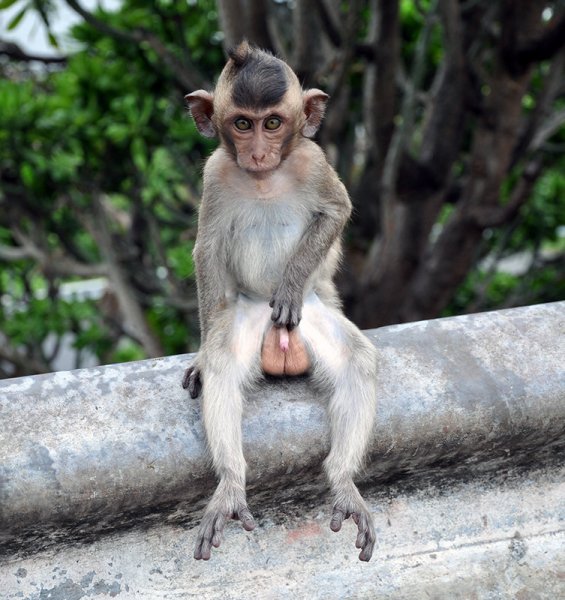 Обезьяна с большими яичками