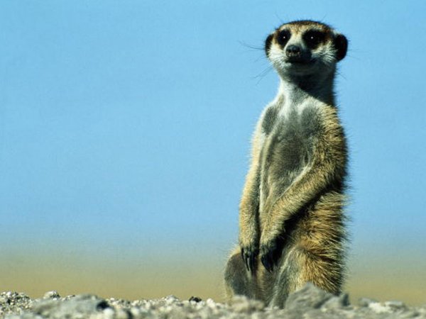 Открытки где все