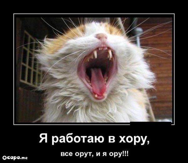 Орет прикол