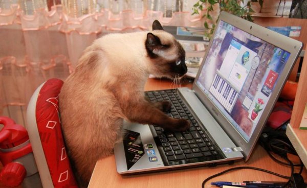 Котик за компьютером