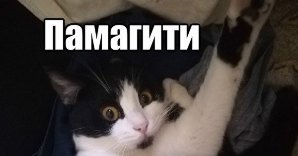 Помогите картинки смешные (54 фото)