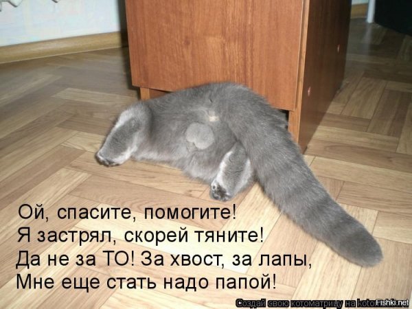 Достоинства кота