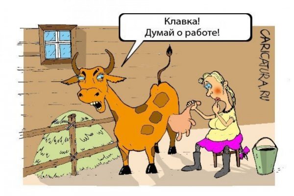 Шутки про коров