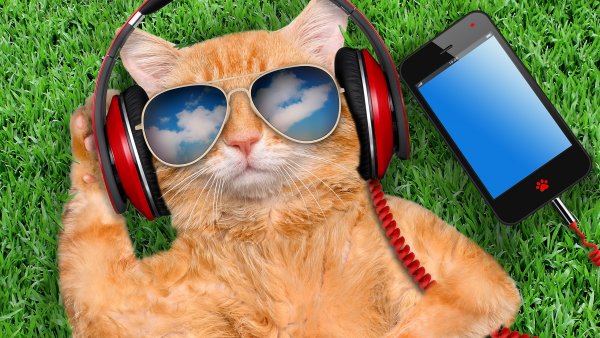 Крутые коты