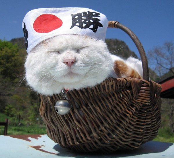 Японский кот