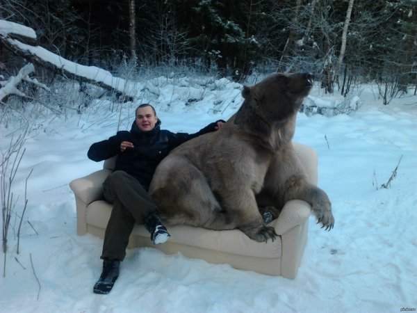 Парни медведи