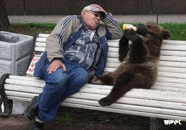 Медведь на улице